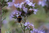The lavender blue flowers of Phacelia tanacetifolia, sometimes referred to as fiddleneck with a bee on the flowers  