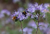 The lavender blue flowers of Phacelia tanacetifolia, sometimes referred to as fiddleneck with bees on the flowers
