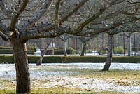 The traditional walled orchard in winter is coated with a thin layer of snow with crocus buds appearing through the ice at West Dean Gardens.  The apple trees are speckled with lichen.