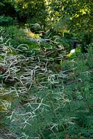 Wispy, white  spires of Aruncus dioicus growing by the River Lavant at West Dean Gardens. 