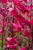 Rich red bell-shaped flowers of Penstemon 'Garnet'