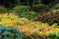 Bands of autumn colour created by silver green Euphorbia characias subsp. wulfenii foliage, golden Solomon's Seal, Polygonatum x bybridum, leaves and maroon plumes of Astilbe at West Dean Garden, Sussex.