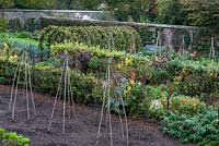 Walled kitchen garden at West Dean. Pergola with cordon pear trees trained over the arch.   A double herbaceous border planted with red, orange and yellow flowers including Canna Lilies, Ricinus communis and Nasturtuims runs through the centre of the vegetbale garden.