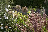 Sunlit mixed summer garden border with decorative Allium, white Campanula cochlearifolia and grass seedheads.
