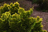 Chamaecyparis obtusa 'Aurea' - Golden Hinoki Cypress 