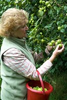 Woman gathering crab apples from hedgerow. 
