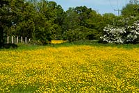 Buttercups carpeting ancient Suffolk meadows in May