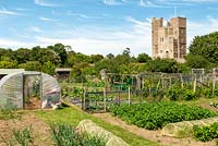 Allotment beds with polytunnel and neglected fruit cage beyond - Orford, Suffolk