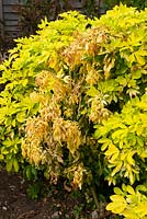 Foliage die-back on Choisya 'Sundance' due to unsuitable soil conditions - either too wet or too dry, leading to root damage