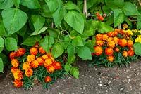Companion planting of French Marigolds with Runner Beans to help prevent blackfly and greenfly infestation