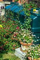 Honeysuckle trained over oil tank for camouflage with nearby terracotta pots of Erigeron - Open Gardens Day, Benhall, Suffolk