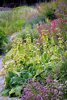 Phlomis russeliana, Persicaria amplexicaulis 'Firetail', kniphofias and Echinops ritro 'Veitch's Blue' in a border densely planted with herbaceous perennials and grasses. 