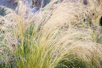 Stipa tenuissima - Mexican feather grass