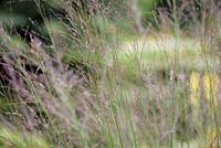 Molinia caerulea subsp. arundinacea 'Transparent' - Tall moor grass