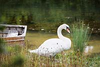 Swan at Am Brook Meadow, Devon, UK. 