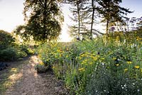 An area of prairie planting using species plants: Sanguisorba canadensis, asters, Rudbeckia, Vernonia fasciculata, Lobelia siphilitica and Helianthus 