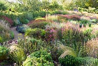 Overview of large bed of grasses and herbaceous perennials. Grasses include: silvery Jarava ichu and Carex muskingumensis amongst flowers such as Sanguisorba, Monarda, Echinops, Persicaria amplexicaulis 'Firetail', P. amplexicaulis 'Alba' and Lysimachia ephemerum 