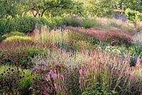 Planting of large bed of grasses and herbaceous perennials, plants include: bright Carex muskingumensis amongst flowers such as Sanguisorba, Monarda, Persicaria amplexicaulis 'Firetail', P. amplexicaulis 'Alba' and Lysimachia ephemerum 