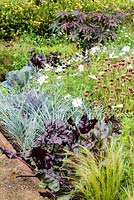 Blue Elymus magellanicus with dark purple foliage of Beetroot 'Bull's Blood', white cosmos and blue Salvia patens in a potager garden 