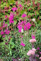 Antirrhinum 'Apollo Purple' - Snapdragon - growing amongst flowering perennials 