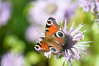 Aglais io - Peacock Butterfly - on Monarda fistulosa 