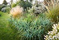 Southern hemisphere plantings  including hebes, stipas, olearias and kniphofias in Scottish garden. 