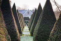 Avenue of clipped yew pyramids at the Old Rectory, Netherbury, UK. 