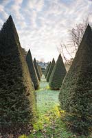 Avenue of clipped yew pyramids at the Old Rectory, Netherbury, UK.
