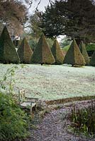 Bench below an avenue of clipped yew pyramids at the Old Rectory, Netherbury, UK. 