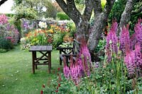 Astilbe in foreground in front of tree with rustic seating on grass, beyond colourful flower beds 
