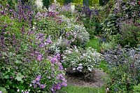Profusion of purple flowers and silver foliage in a cottage garden