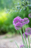 Allium 'Lavender Bubbles'- Ornamental Onion