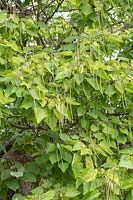 Catalpa bignonioides - Indian Bean Tree - with seed pods