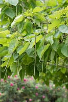 Catalpa bignonioides - Indian bean tree with seed pods
