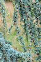 Cedrus atlantica 'Glauca pendula' - Blue Atlas Cedar 