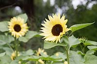 Helianthus annuus 'Buttercream' - Sunflower 