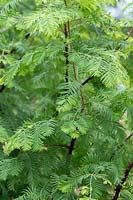Metasequoia glyptostroboides 'McCracken's White' - Dawn Redwood 'McCracken's White' foliage