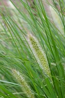 Pennisetum alopecuroides 'Cassian's Choice' - Chinese fountain grass 'Cassian's Choice' 