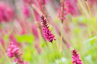 Persicaria amplexicaulis 'Clent Charm' - Red Bisort 'Clent Charm'
