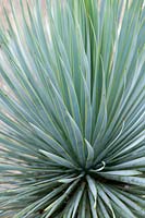 Yucca rostrata - Beaked yucca foliage