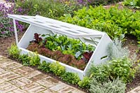 Cloche made from recycled window frames, selection of lettuce growing inside. 