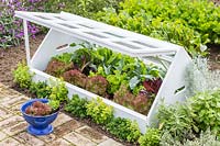 Cold frame made from recycled window frames, open to reveal selection of Lettuce growing inside and colander with harvested leaves in foreground