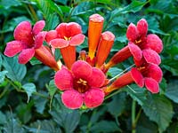Campsis radicans - Red Trumpet Vine - in flower