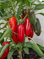 Capsicum - 'La Bomba' Hybrid Pepper growing pot in greenhouse. 