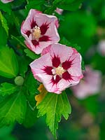 Hibiscus sinosyriacus 'Lilac Queen' - Rose of Sharon 'Lilac Queen'
