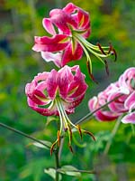 Lilium 'Scheherazade' - Orienpet hybrid Lily growing in garden border