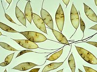Lunaria rediviva - Honesty seed heads 