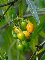Solanum rantonnetii - Blue Potato Bush 