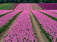 Rows of Tulip bulb production in West Norfolk