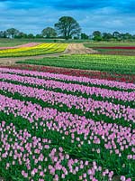 Tulip bulb production in West Norfolk, UK. 